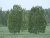 2016-05-14 16h43m35 - Bomen - Gerda van der Meer